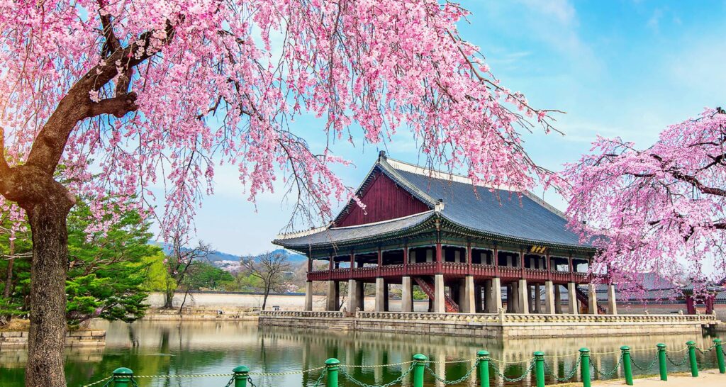 cherry blossom