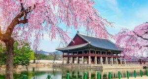 cherry blossom