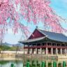 cherry blossom